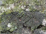 Leptogium phyllocarpum var. phyllocarpum image