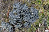 Leptogium corticola image