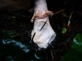 Agaricus hondensis image