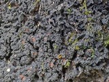 Leptogium phyllocarpum var. phyllocarpum image