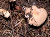 Cantharellus formosus image