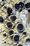 Tephromela atra var. atra image