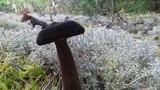 Lactarius lignyotus image