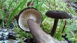 Lactarius lignyotus image