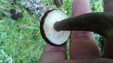 Lactarius lignyotus image