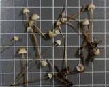 Mycena filopes image