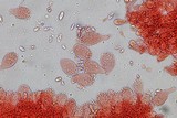 Mycena filopes image