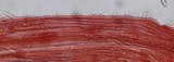 Mycena filopes image