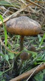 Psilocybe azurescens image