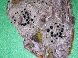 Tephromela atra var. atra image