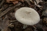 Amanita farinosa image