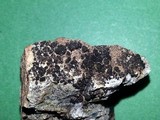 Lichinella stipatula image