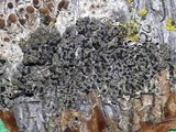 Amandinea punctata image