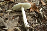 Amanita farinosa image