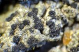 Amandinea punctata image