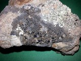 Lecidea fuscoatra image
