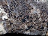 Lecidea fuscoatra image