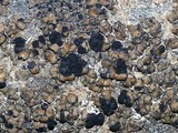 Lecidea fuscoatra image