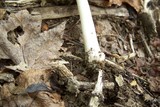 Amanita farinosa image