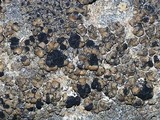 Lecidea fuscoatra image