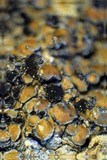 Lecidea fuscoatra image