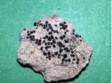 Lecidea laboriosa image