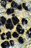 Lecidea laboriosa image