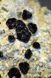 Lecidea laboriosa image
