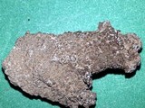 Aspicilia cuprea image