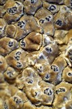 Aspicilia cuprea image