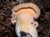 Cantharellus formosus image