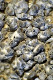 Aspicilia caesiocinerea image