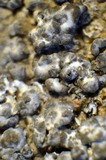 Aspicilia caesiocinerea image