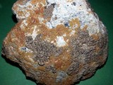 Image of Lobothallia praeradiosa