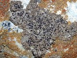 Lobothallia praeradiosa image