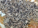 Lobothallia praeradiosa image