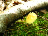 Hygrocybe laeta var. laeta image
