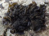 Collema auriforme image