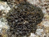 Collema auriforme image