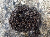 Leptogium schraderi image