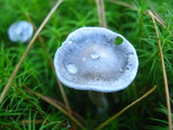 Cantharellula umbonata image