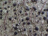 Lecidella elaeochroma f. elaeochroma image