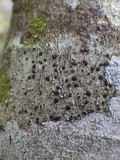 Lecidella elaeochroma f. elaeochroma image
