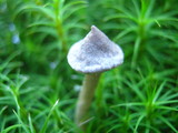 Cantharellula umbonata image