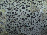 Lecidella elaeochroma f. elaeochroma image