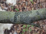 Lecidella elaeochroma f. elaeochroma image
