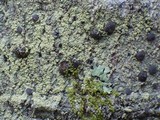 Lecidella elaeochroma f. soralifera image