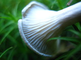 Cantharellula umbonata image