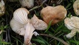Hygrophorus roseobrunneus image