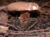 Tapinella atrotomentosa image